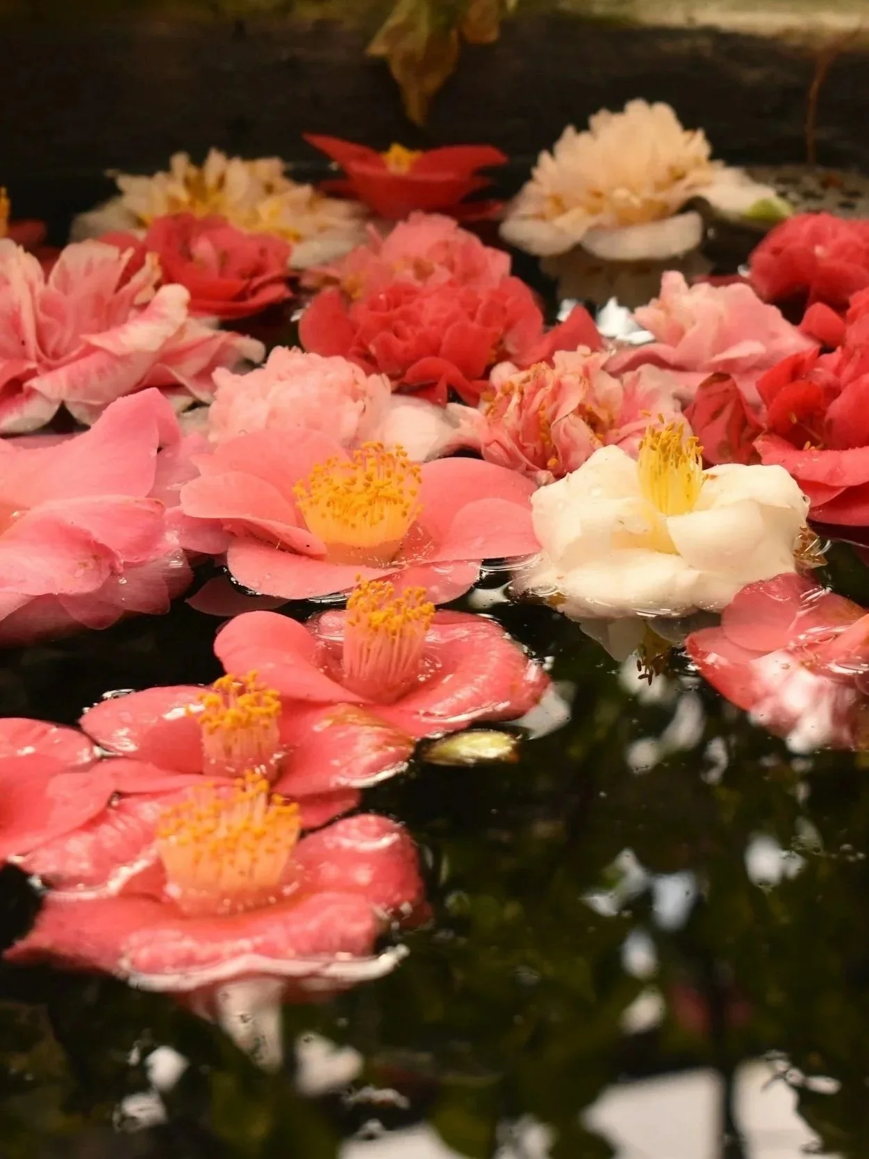 Revelry of the Roses Botanical Face Mist – Hydrating Rosewater